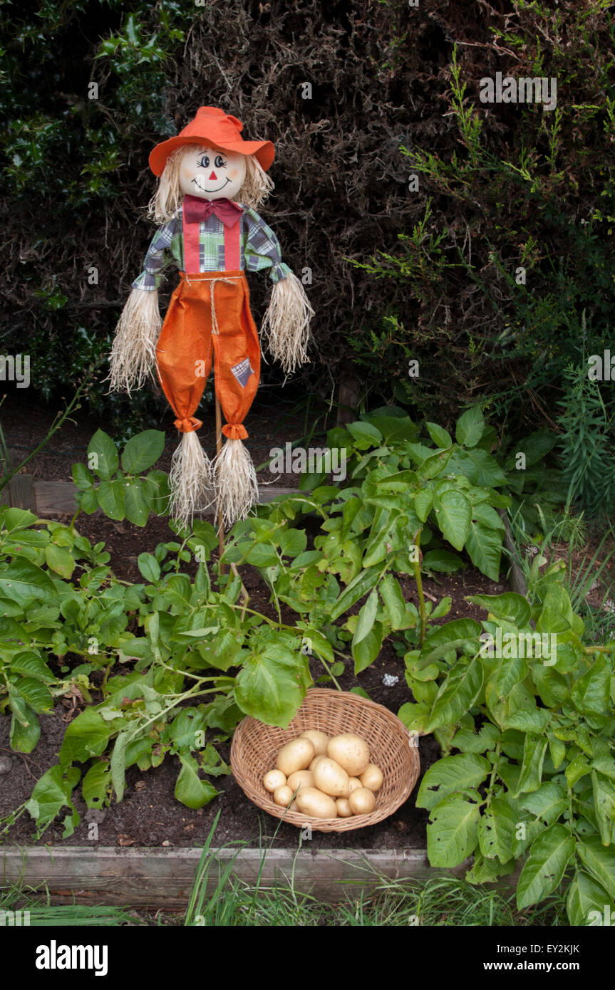 Lo Spaventapasseri nella veg appezzamento con Casablanca per le patate di primizia. Foto Stock