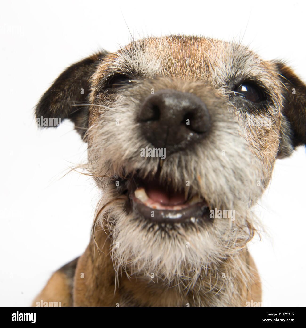 Ritratto di un piccolo grazioso bordo femmina Terrier su uno sfondo bianco. Pic con la sua imboccatura di mangiare un biscotto, sorridente e guardando la telecamera. Foto Stock