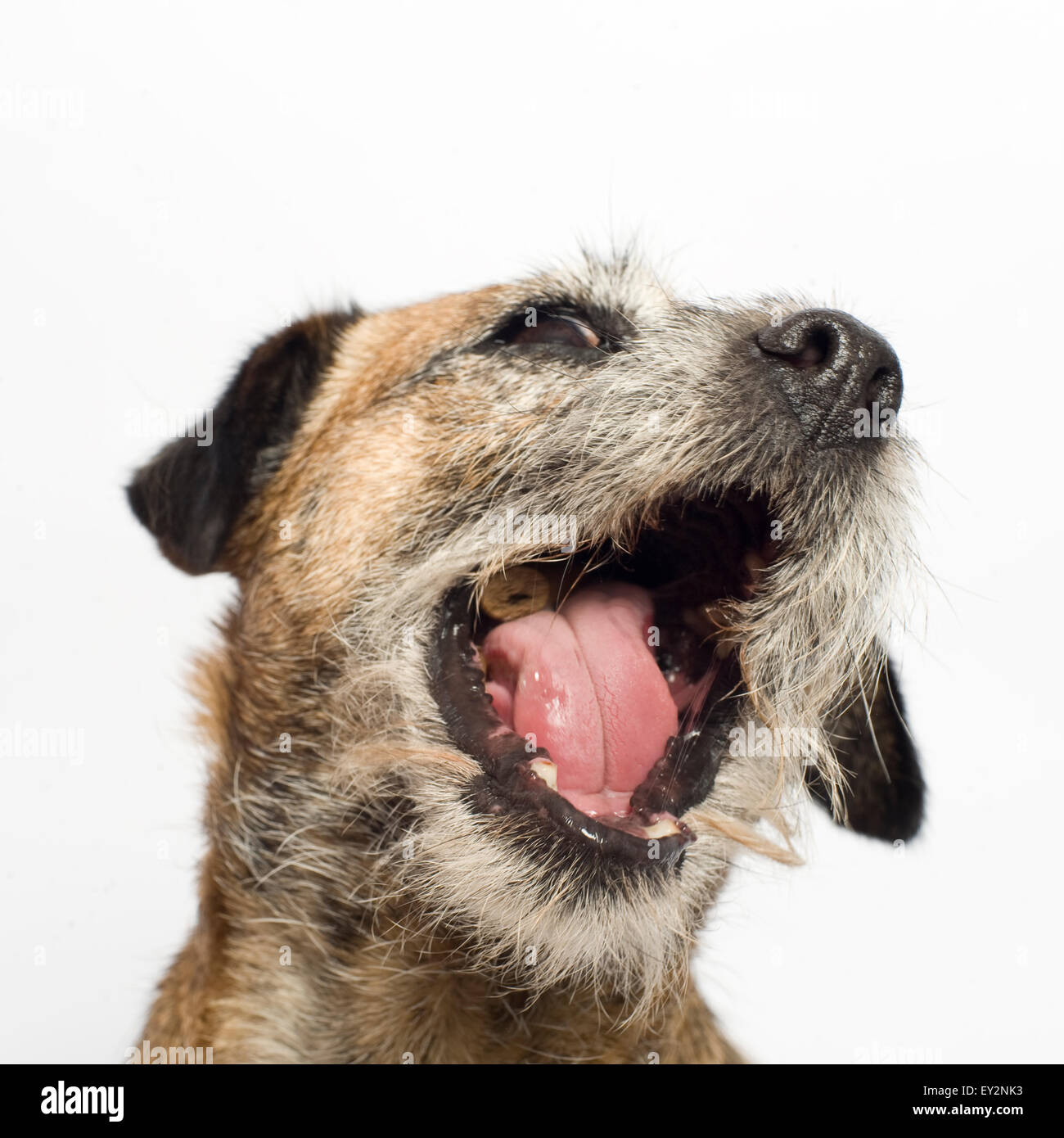 Ritratto di un piccolo grazioso bordo femmina Terrier su uno sfondo bianco. Pic con la sua imboccatura di mangiare un biscotto, sorridente e guardando la telecamera. Foto Stock