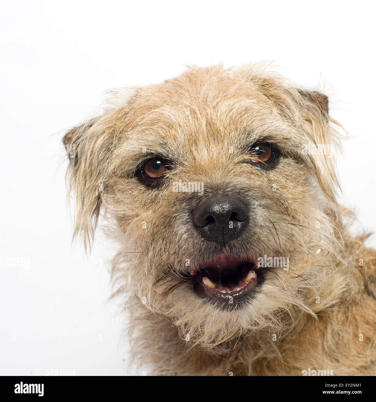 Ritratto di una squallida maschio di Border Terrier prese su sfondo bianco in studio. Il cane è sempre sorridente felicemente. Foto Stock