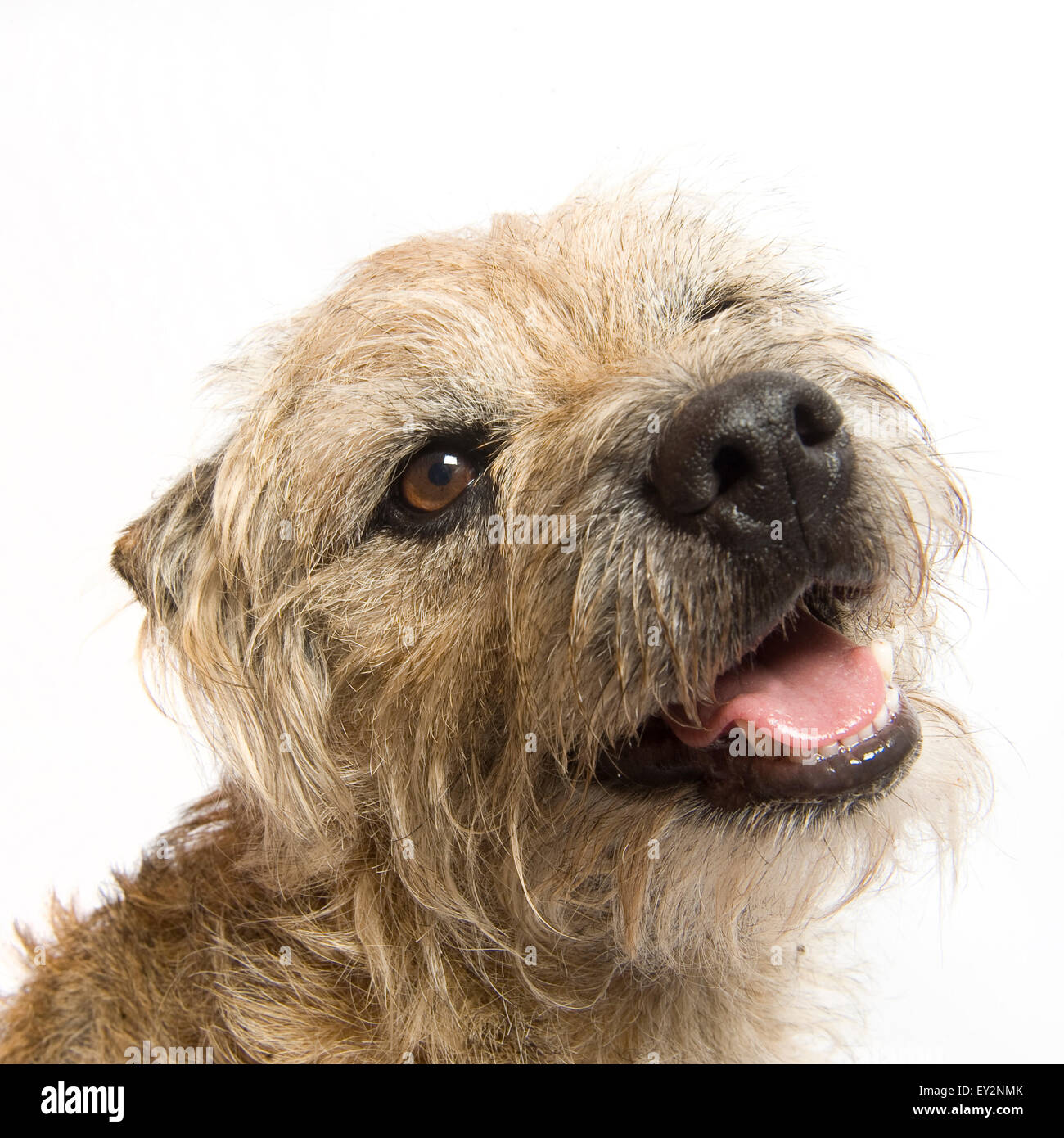 Ritratto di una squallida maschio di Border Terrier prese su sfondo bianco in studio. Il cane è sempre sorridente felicemente. Foto Stock