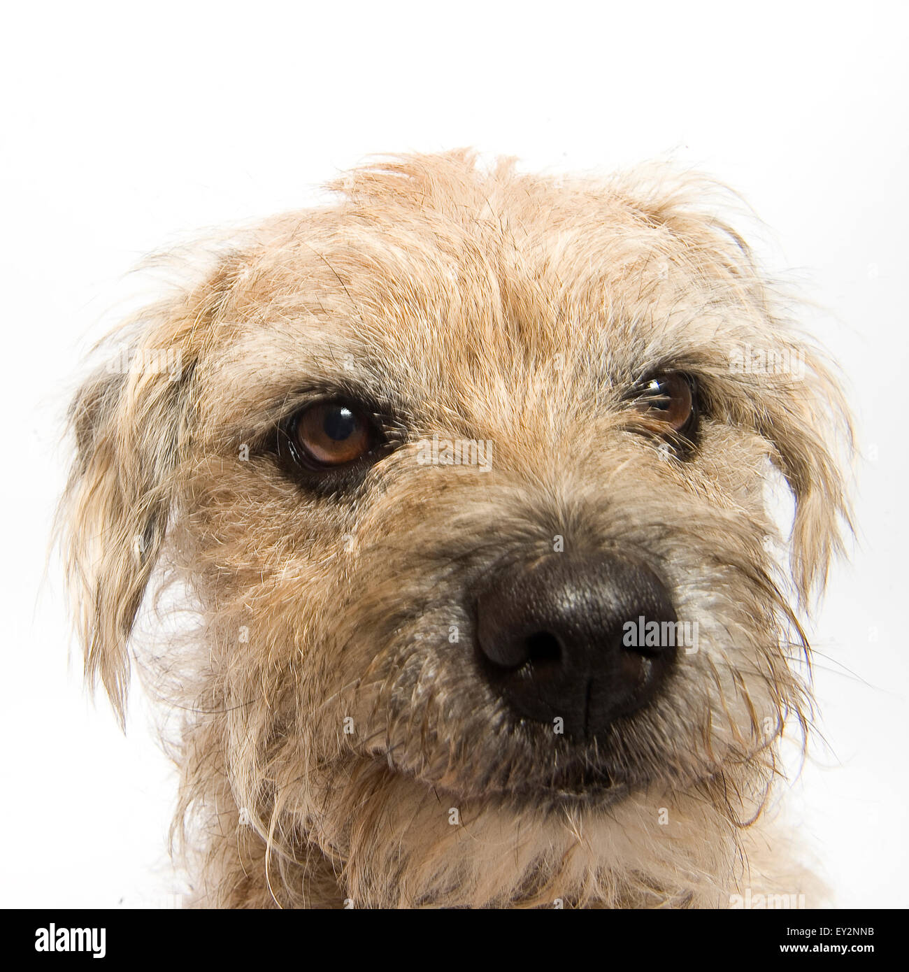 Ritratto di una squallida maschio di Border Terrier prese su sfondo bianco in studio. Il cane è sempre sorridente felicemente. Foto Stock
