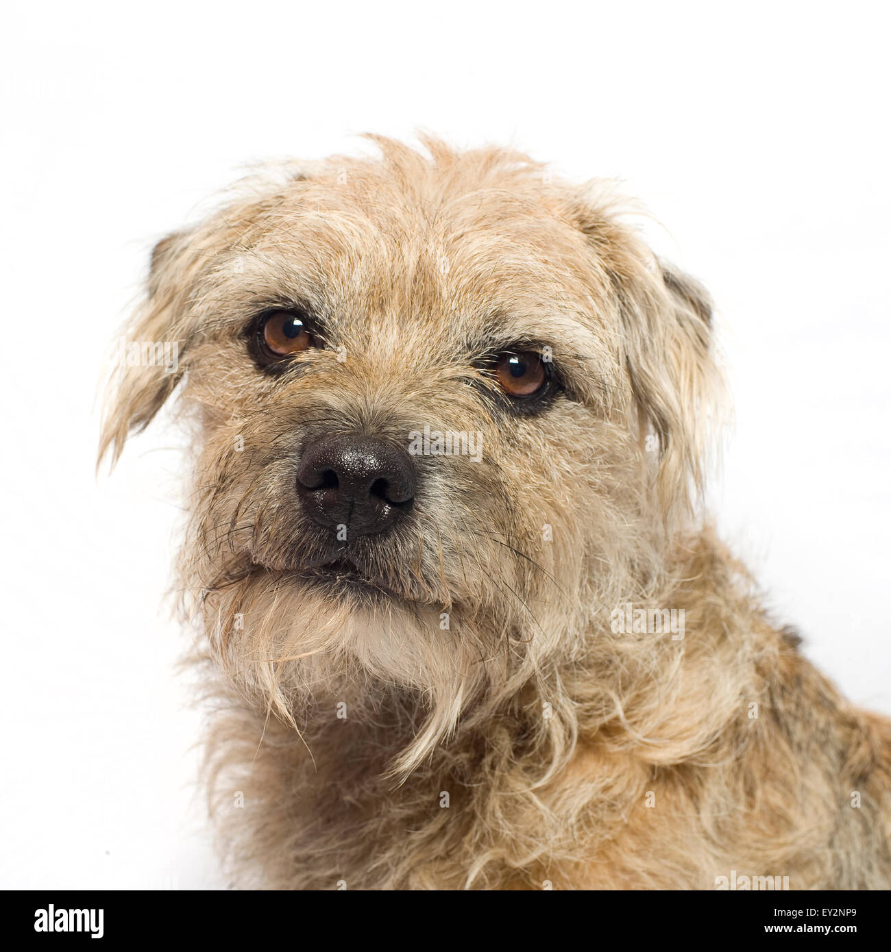 Ritratto di una squallida maschio di Border Terrier prese su sfondo bianco in studio. Il cane sembra triste. Foto Stock