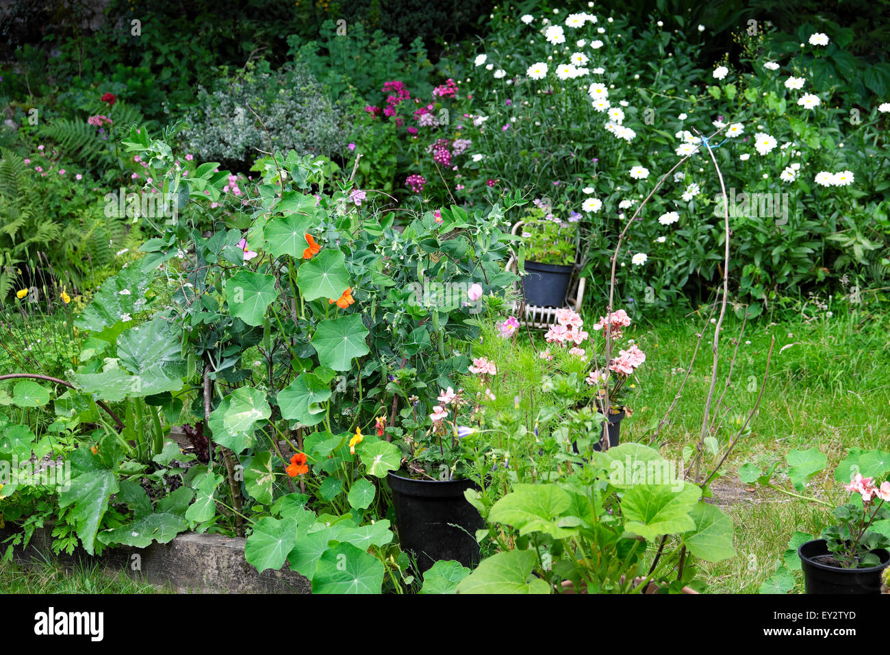 Piccolo giardino nel cortile posteriore coltivando verdure e fiori in letto rialzato e pentole in Carmarthenshire Galles Gran Bretagna Regno Unito KATHY DEWITT Foto Stock