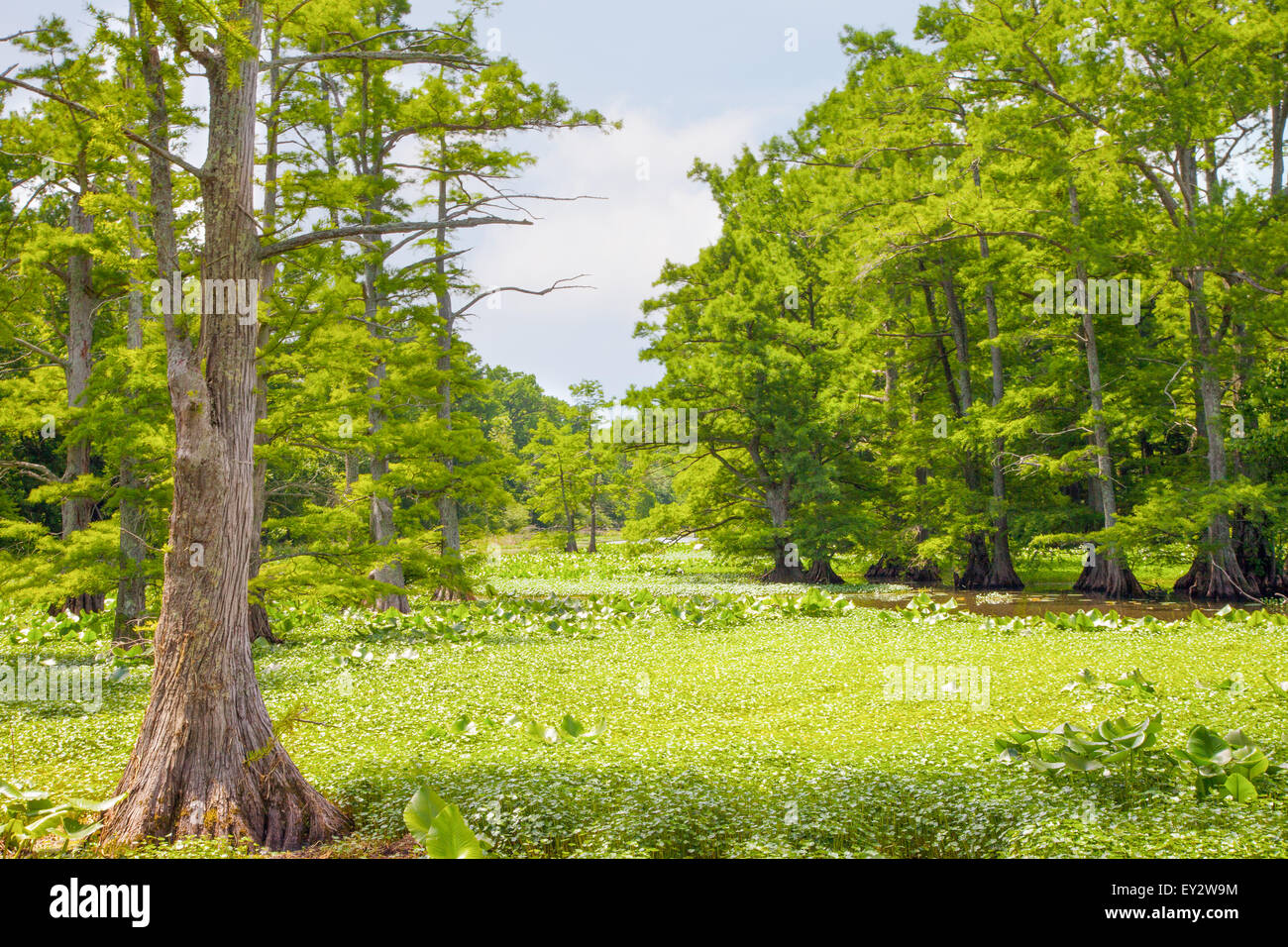Vista della zona paludosa e a Reelfoot National Wildlife Refuge Foto Stock