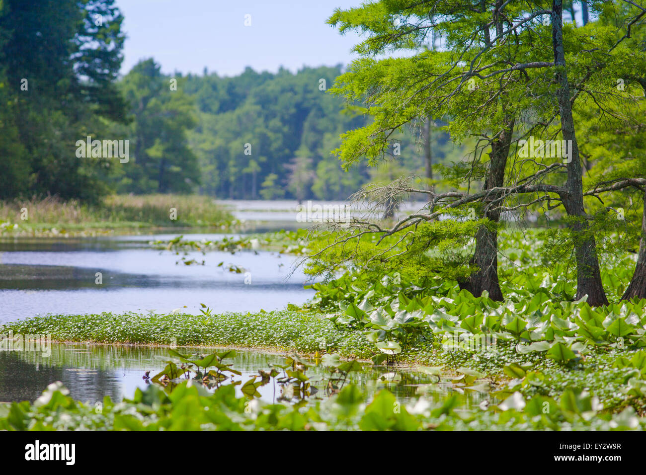 Vista della zona palustre a Reelfoot National Wildlife Refuge Foto Stock