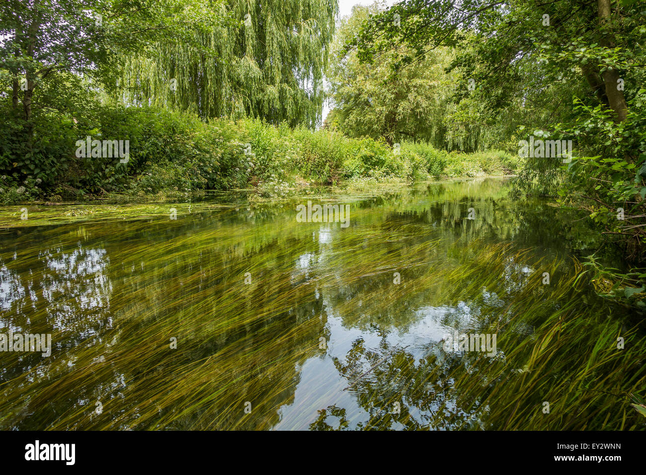 Il grande Stour. Fiume Stour vicino a Canterbury, Kent, Inghilterra Foto Stock
