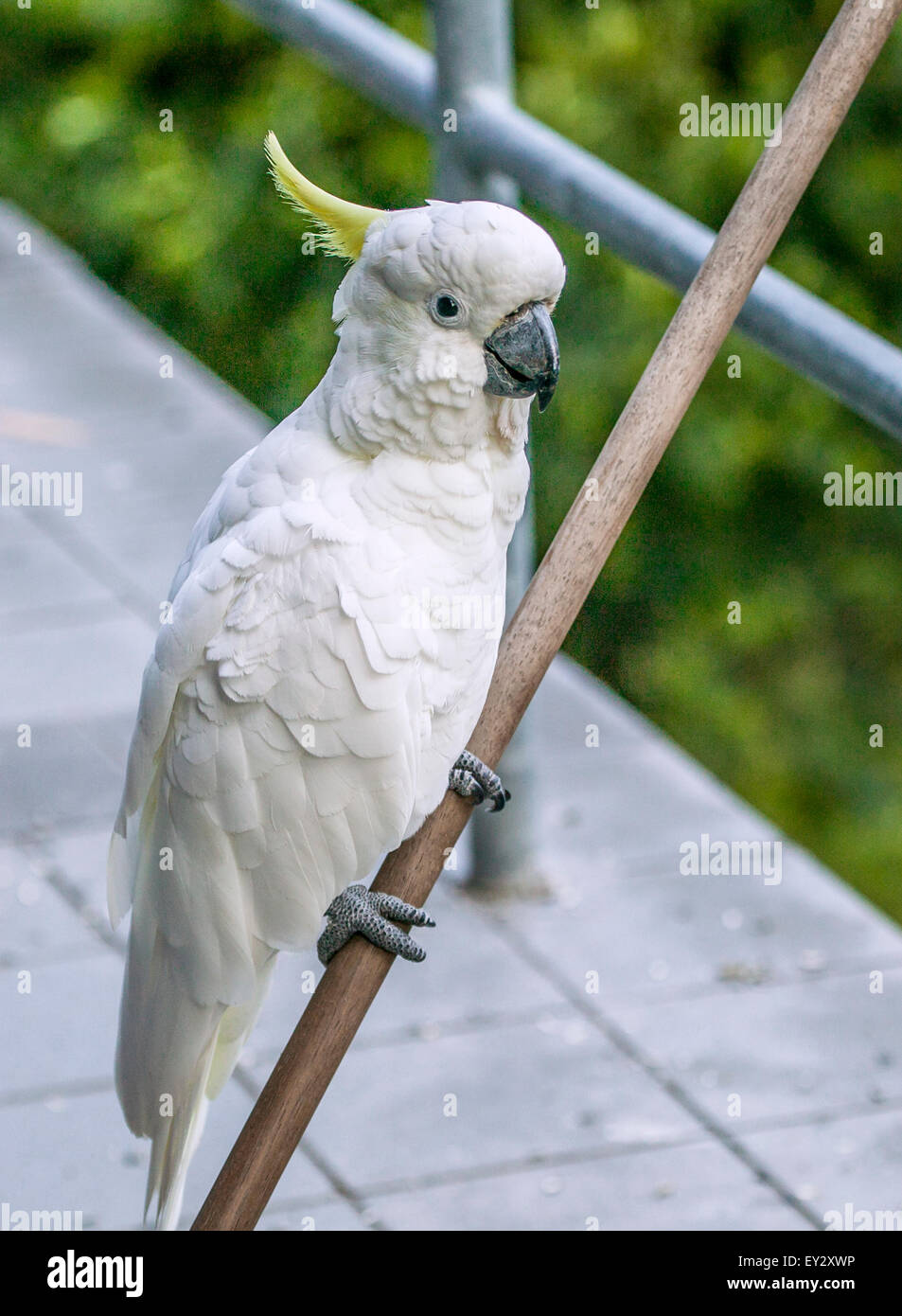 Zolfo-crested Cockatoo su un bastone di scopa Foto Stock