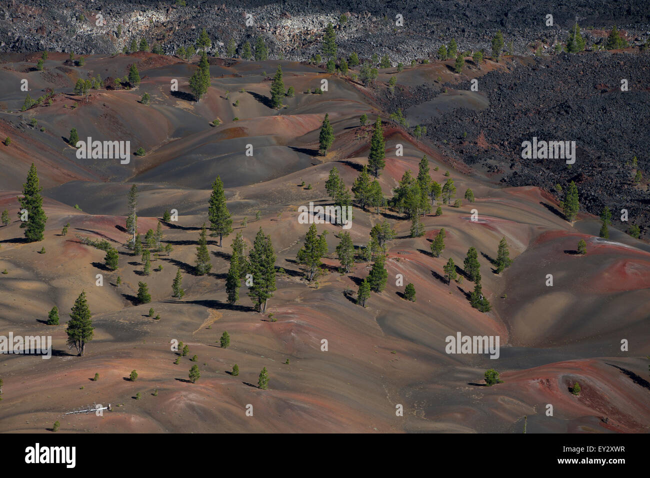 Dune verniciato con alberi di pino, Parco nazionale vulcanico di Lassen, California, Stati Uniti d'America Foto Stock