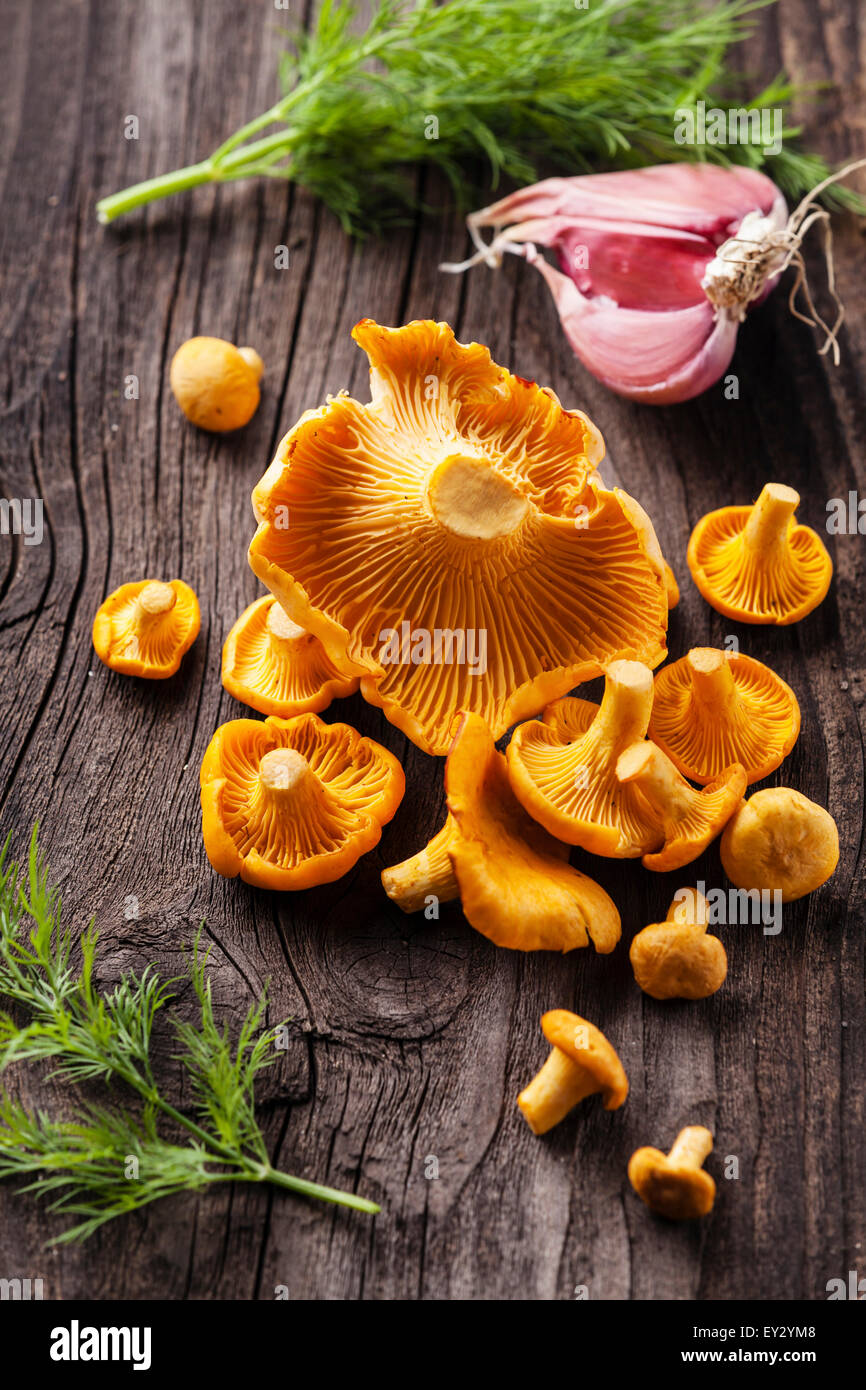 Materie di funghi selvatici i finferli con aneto e aglio su legno sfondo texture Foto Stock