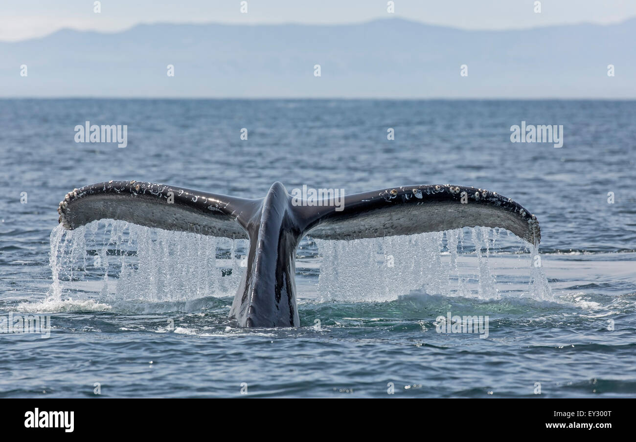 Vista frontale dettagliata di un Humpback Whale tail con cascata d'acqua fuori dal bordo anteriore. Foto Stock