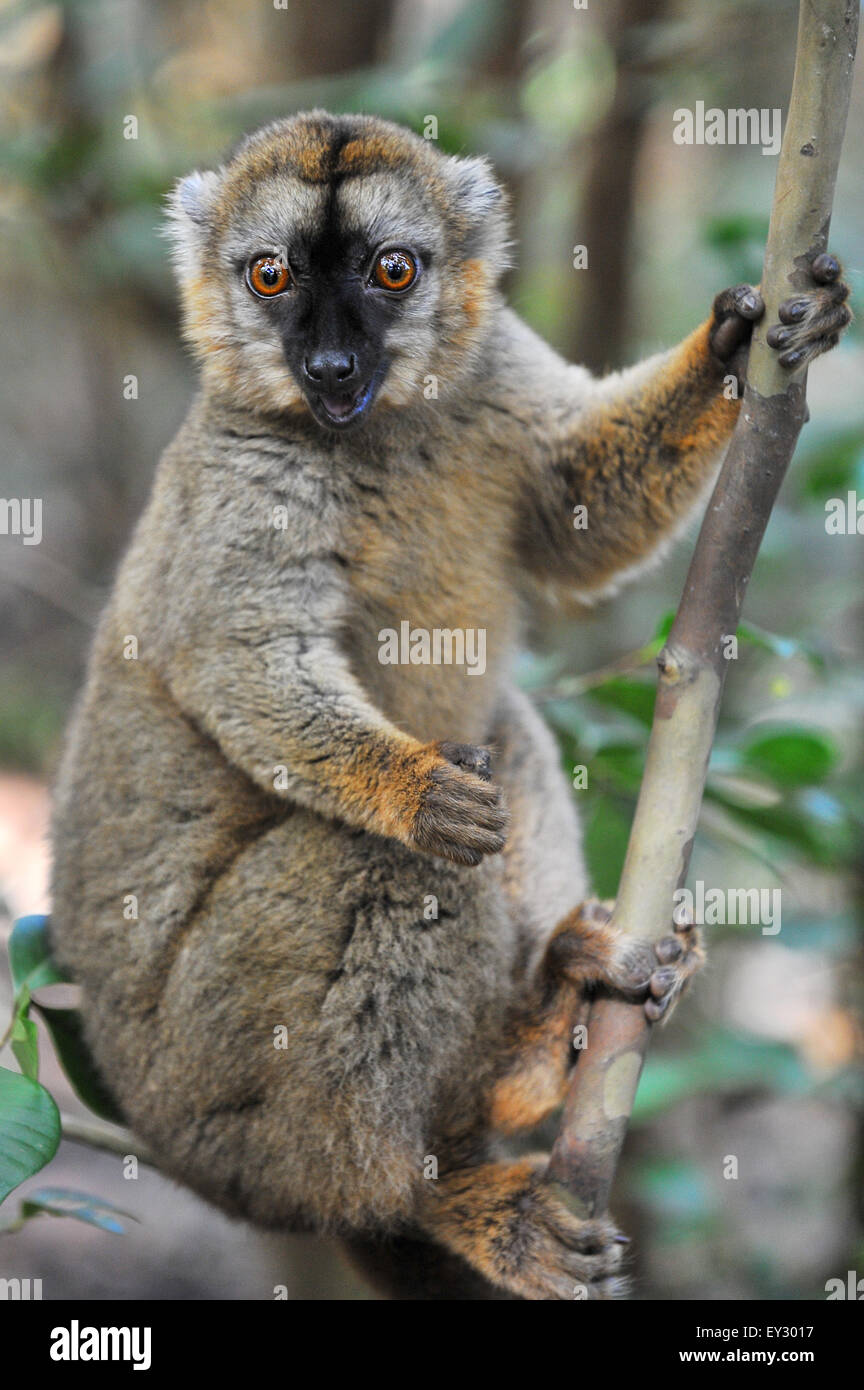 Comune lemure marrone in Madagascar. Foto Stock