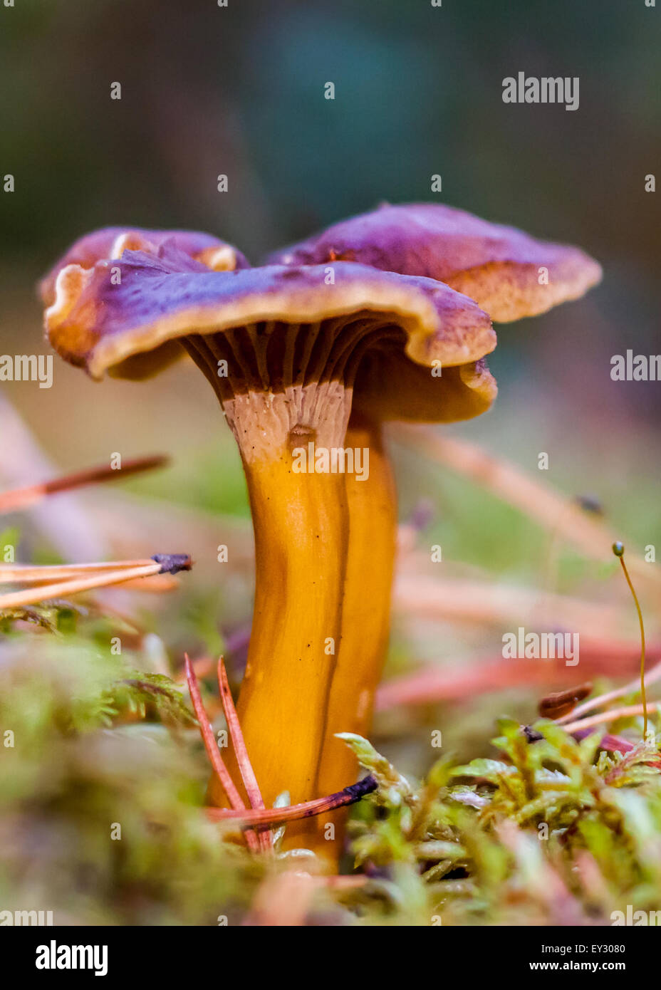 Yellowfoot (funghi Craterellus tubaeformis) Foto Stock