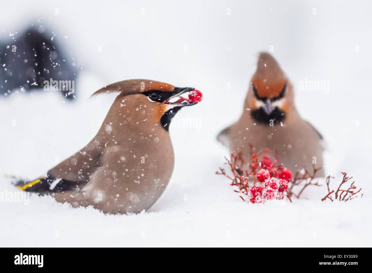 Bohemian waxwing (Bombycilla garrulus) Foto Stock