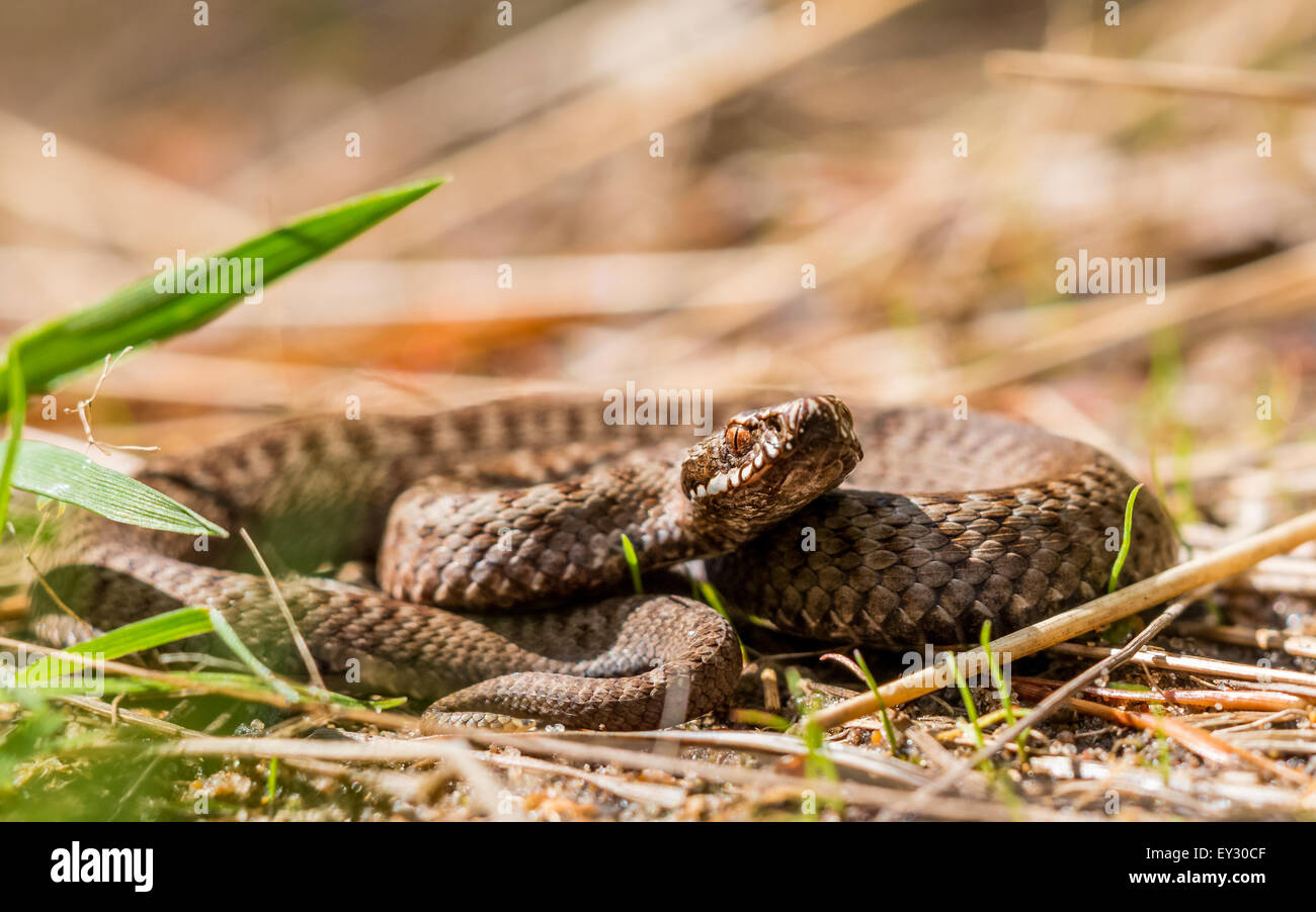 Politica europea comune in materia di sommatore (Vipera berus) Foto Stock