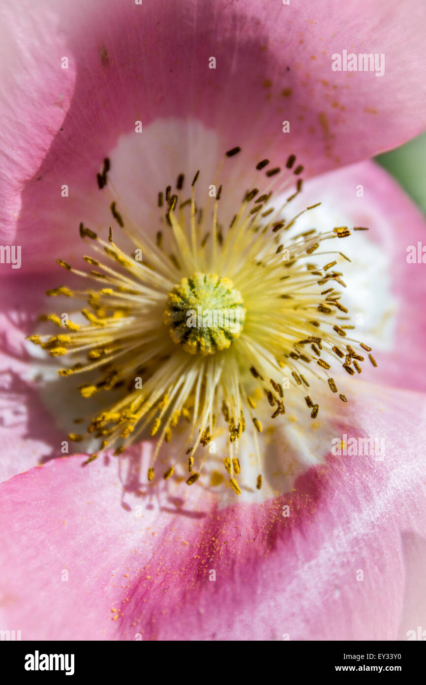 Papavero rosa Foto Stock