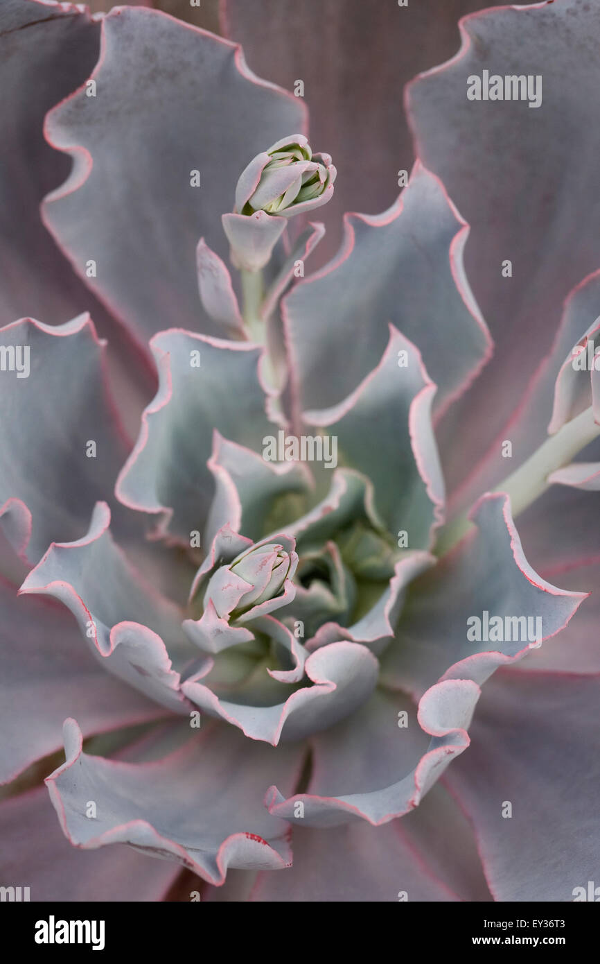 Echeveria 'post-incandescenza" dall'alto. che cresce in un ambiente protetto. Foto Stock