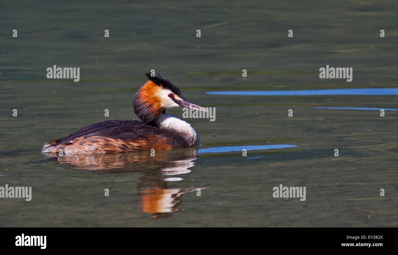 Svasso maggiore maschio (Podiceps cristus), il lago d'Idro, Italia settentrionale Foto Stock