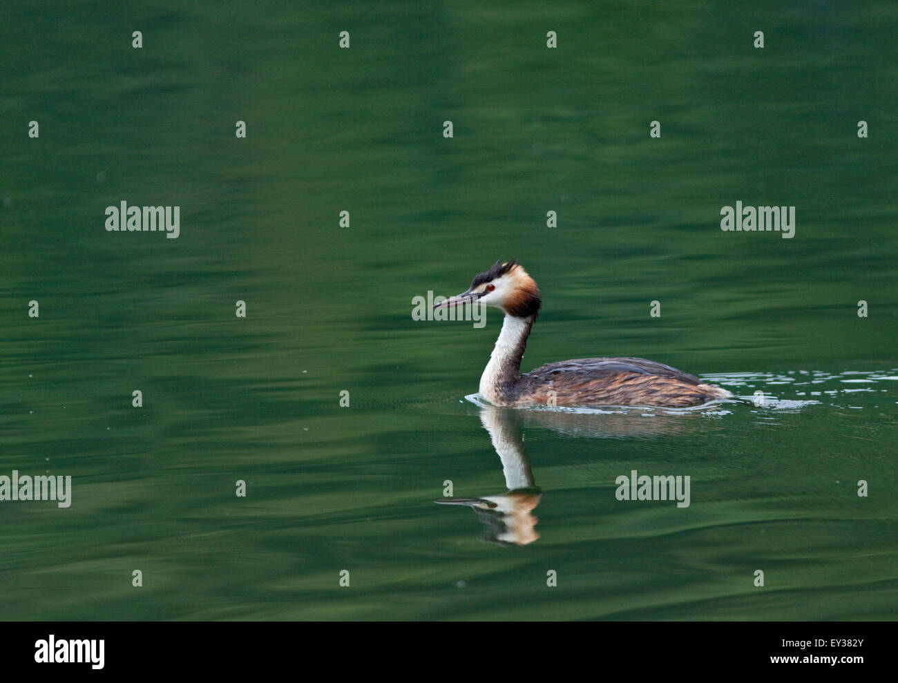 Svasso maggiore femmina (Podiceps cristus), il lago d'Idro, Italia settentrionale Foto Stock