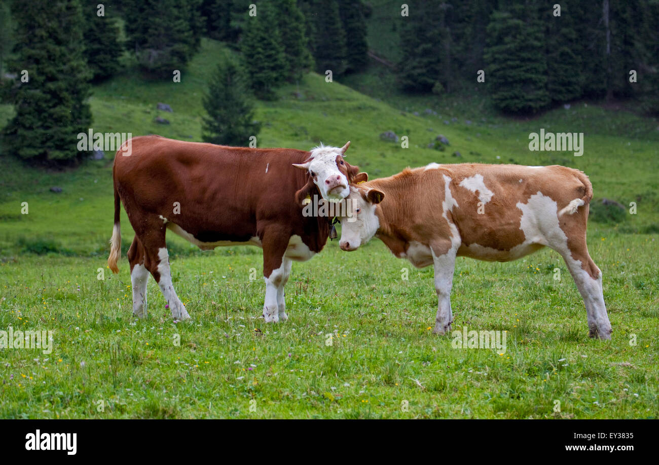 Coppia di vacche Alpine bonding, vicino a Misurina, Italia Foto Stock