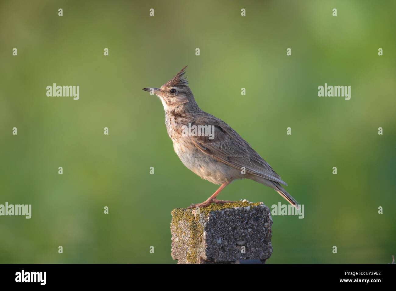 Crested Lark (Galerida cristata) seduto su un palo, il lago di Neusiedl, Burgenland, Austria Foto Stock