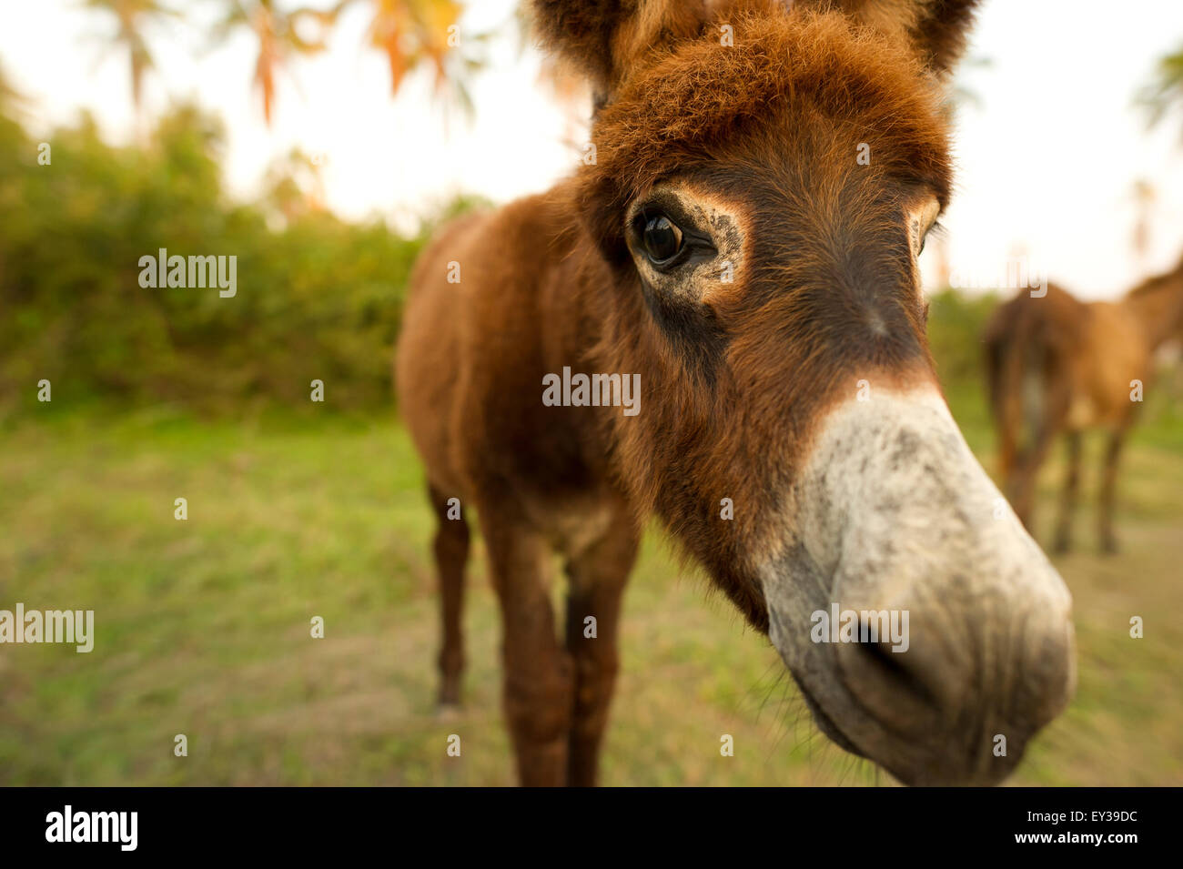 Baby Donkey faccia con una vista ingrandita della testa, occhi e naso con copyspace sul lato sinistro del telaio. Foto Stock
