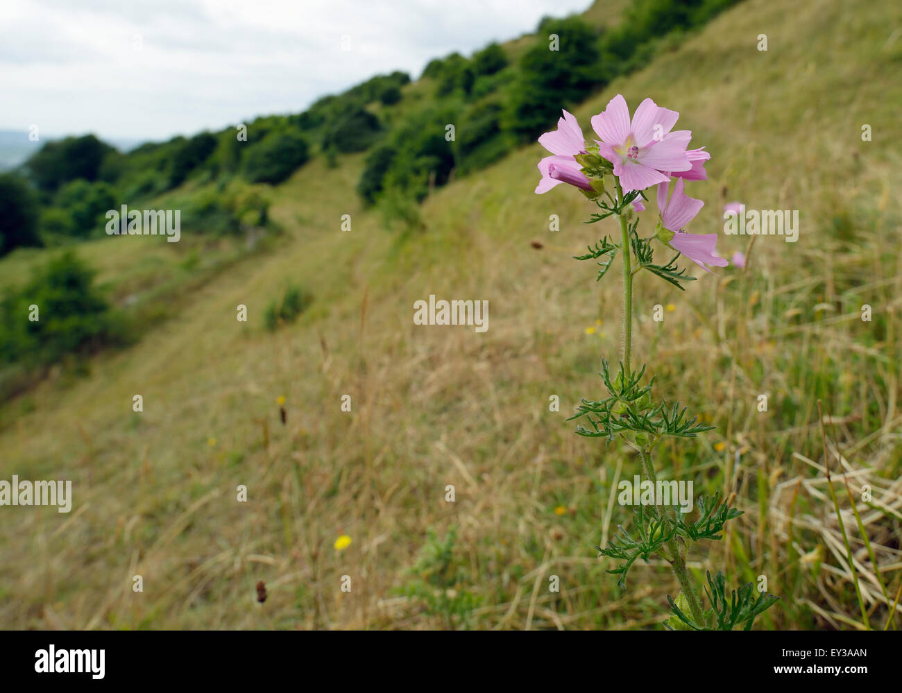 Il muschio Malva - Malva moschata Habitat vista sul Cotswold Hillside Foto Stock