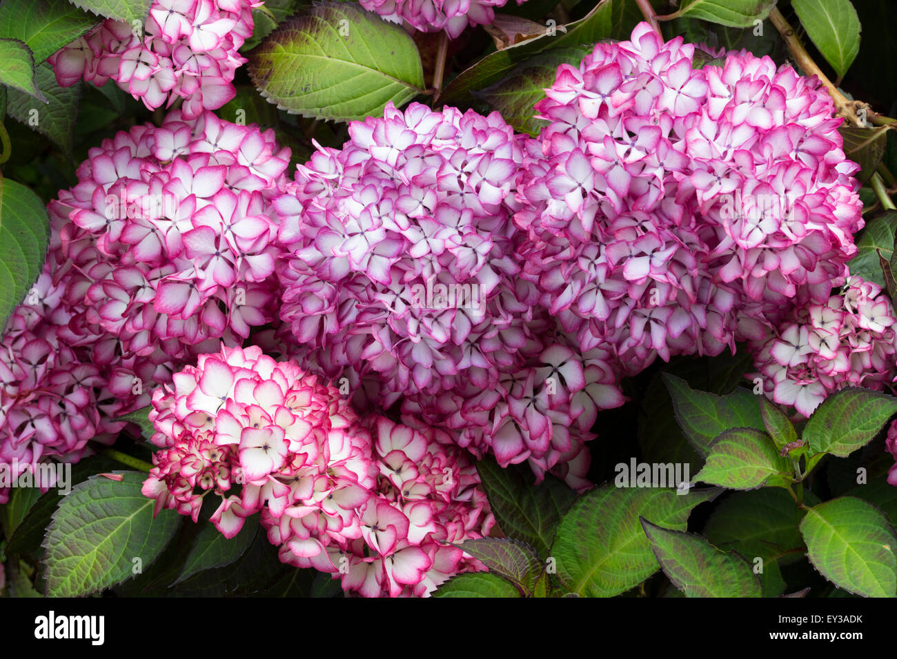 Rosso refilato fiori bianchi dell'oscuramente foliaged Hydrangea macrophylla "Mirai' Foto Stock