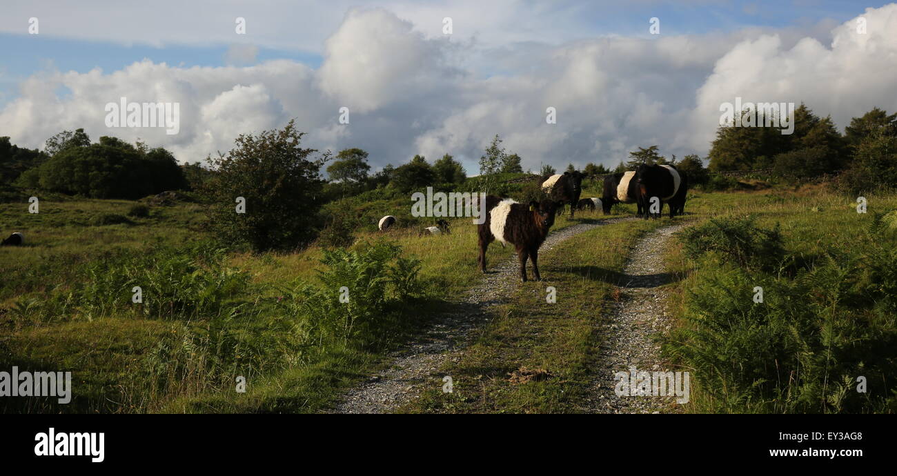 Aberdeen Angus vacche e vitelli, allevamento di nero e di bianco vacche, Lake District vacche Foto Stock