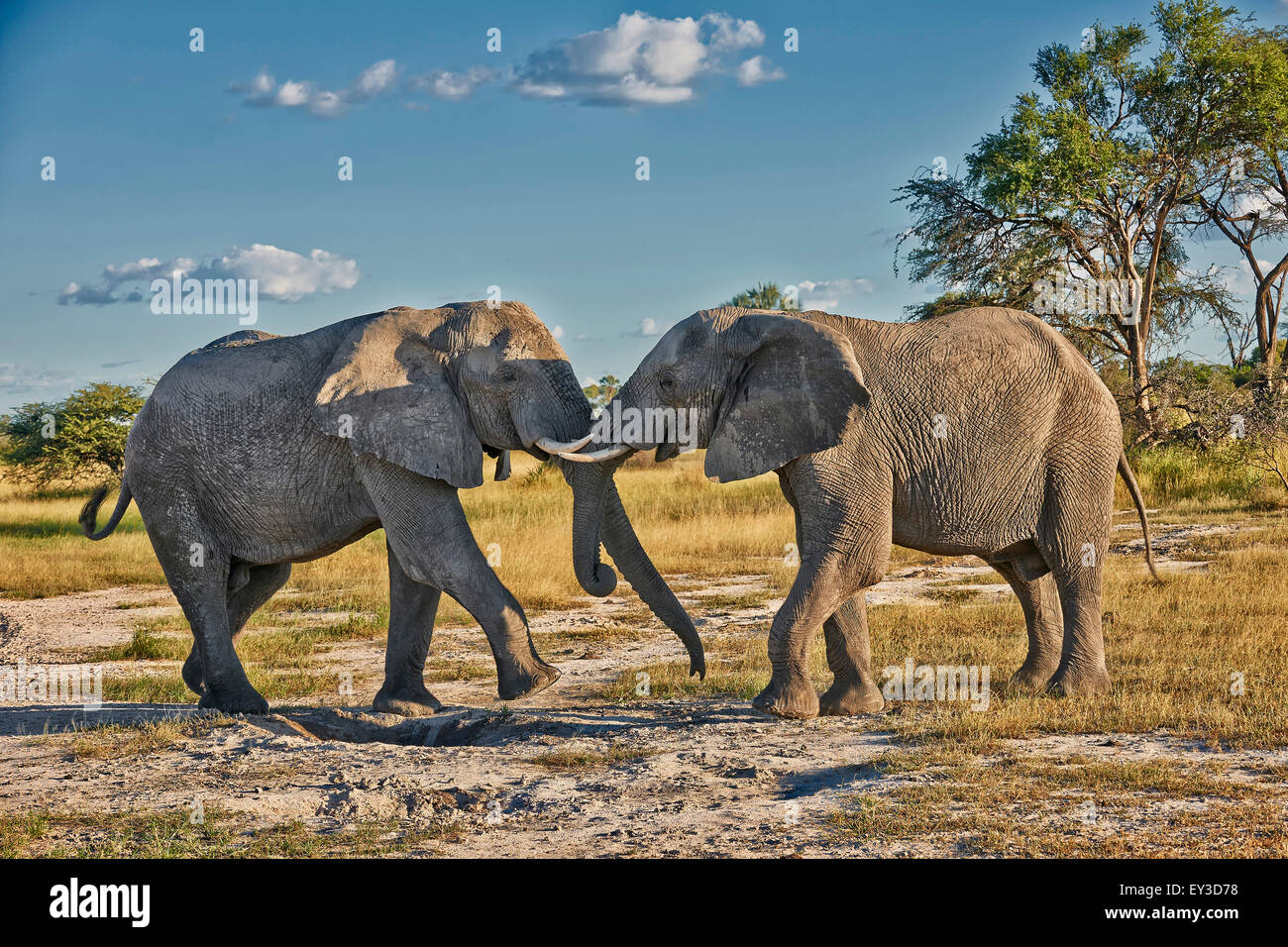 Elefante africano (Loxodonta africana). Due i tori di combattimento. Chitabe, Okavango Delta, Botswana, Africa Foto Stock