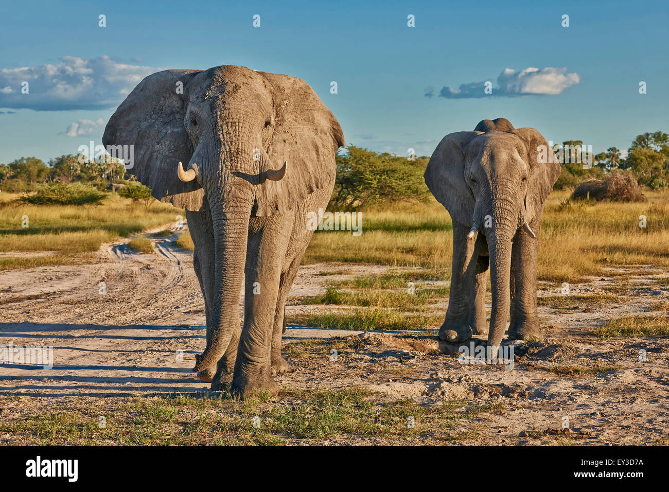 Elefante africano (Loxodonta africana). Due tori a Savannah. Chitabe, Okavango Delta, Botswana, Africa Foto Stock