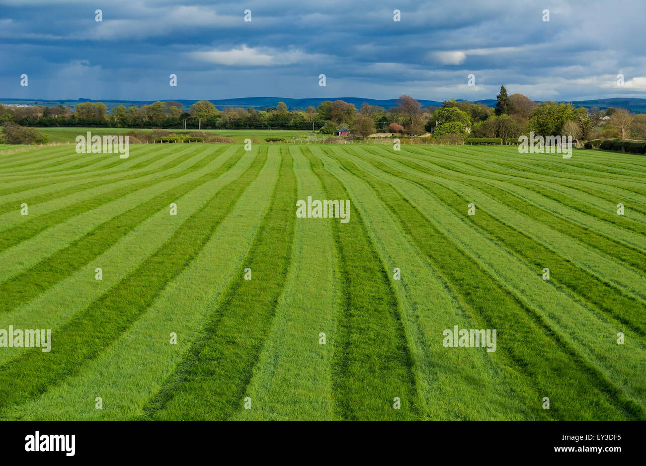 Il taglio di questo campo di erba per insilati ha prodotto un sorprendente disegno di strisce. Foto Stock