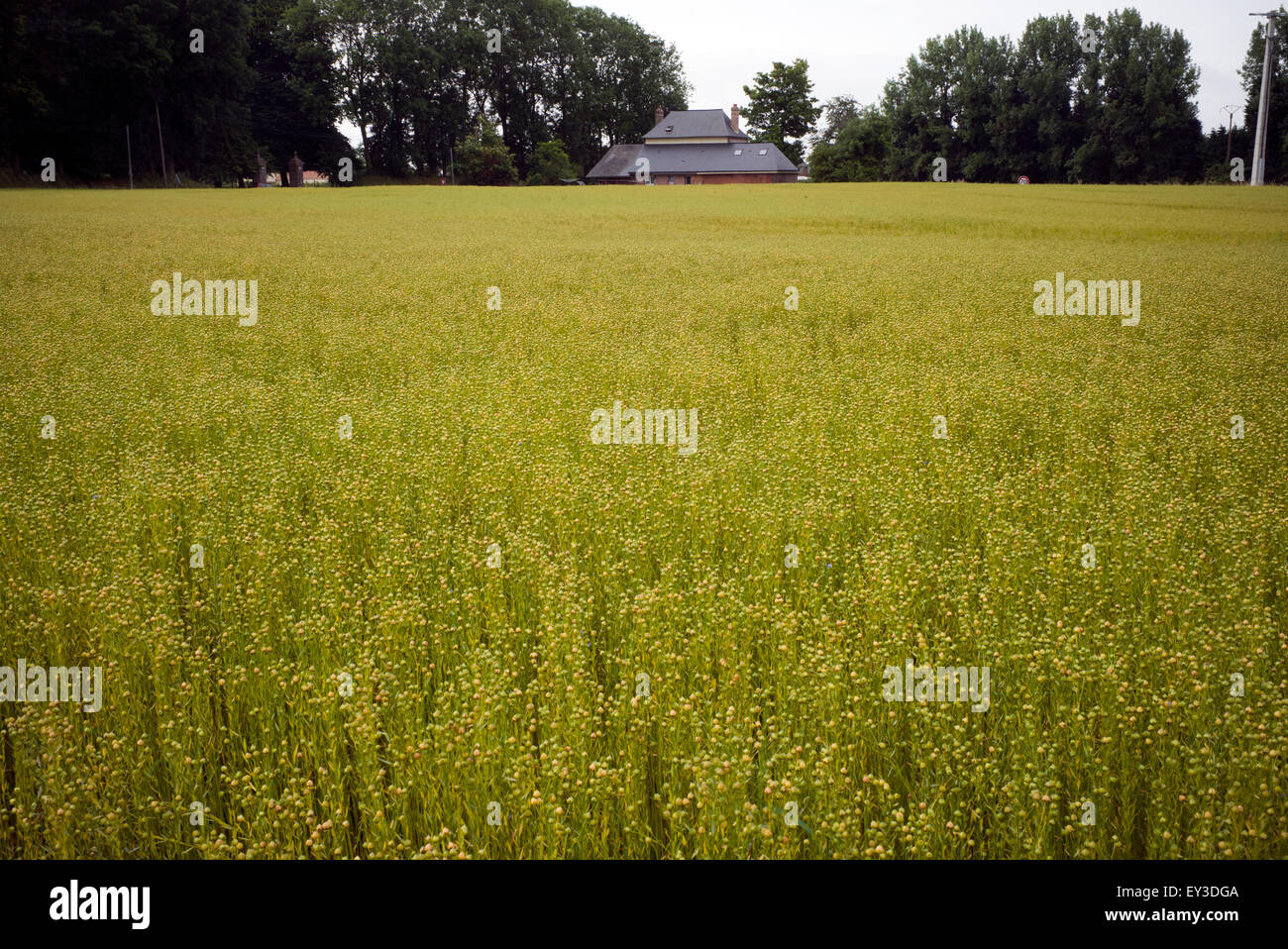 Semi di lino raccolto nel campo, agriturismo, Normandia, Francia Foto Stock