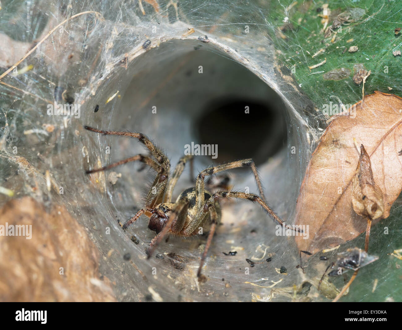 Imbuto europea spider web.Agelenidae. Foto Stock