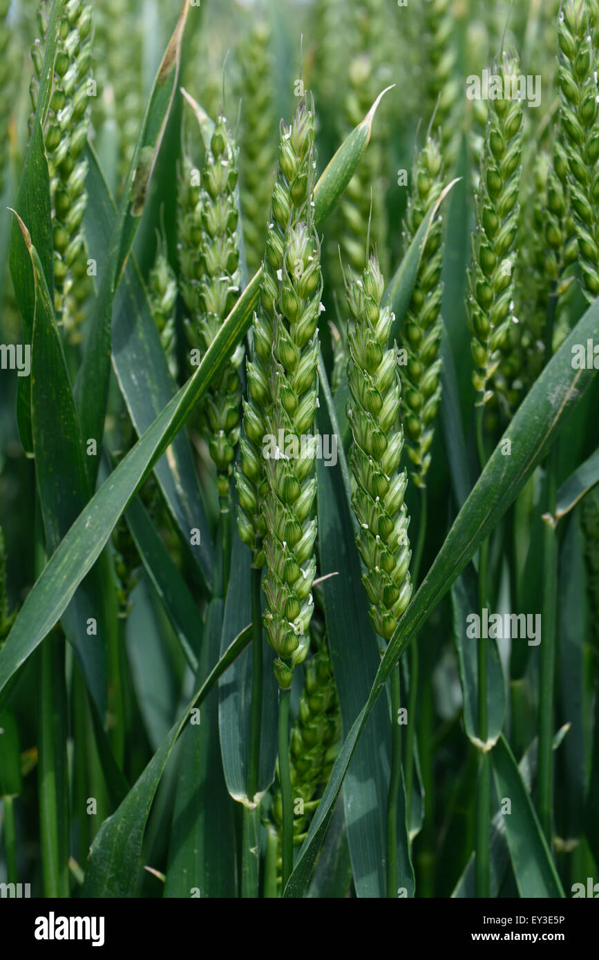 In inverno il raccolto di grano in verde acerbo spiga fiorita stadio 60, Berkshire, Regno Unito, Giugno Foto Stock
