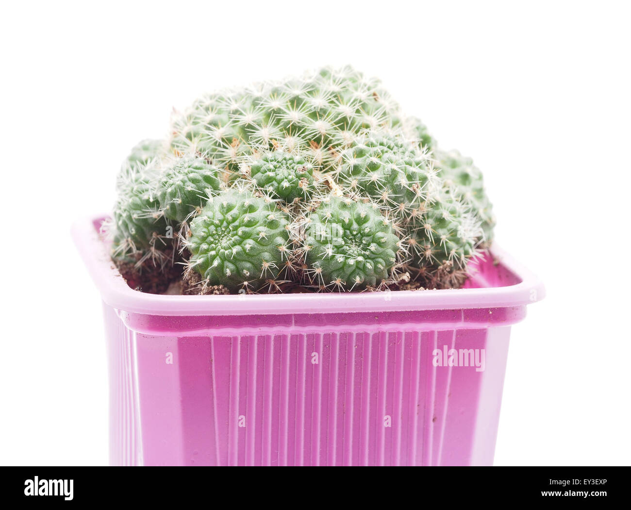 Cactus su sfondo bianco Foto Stock
