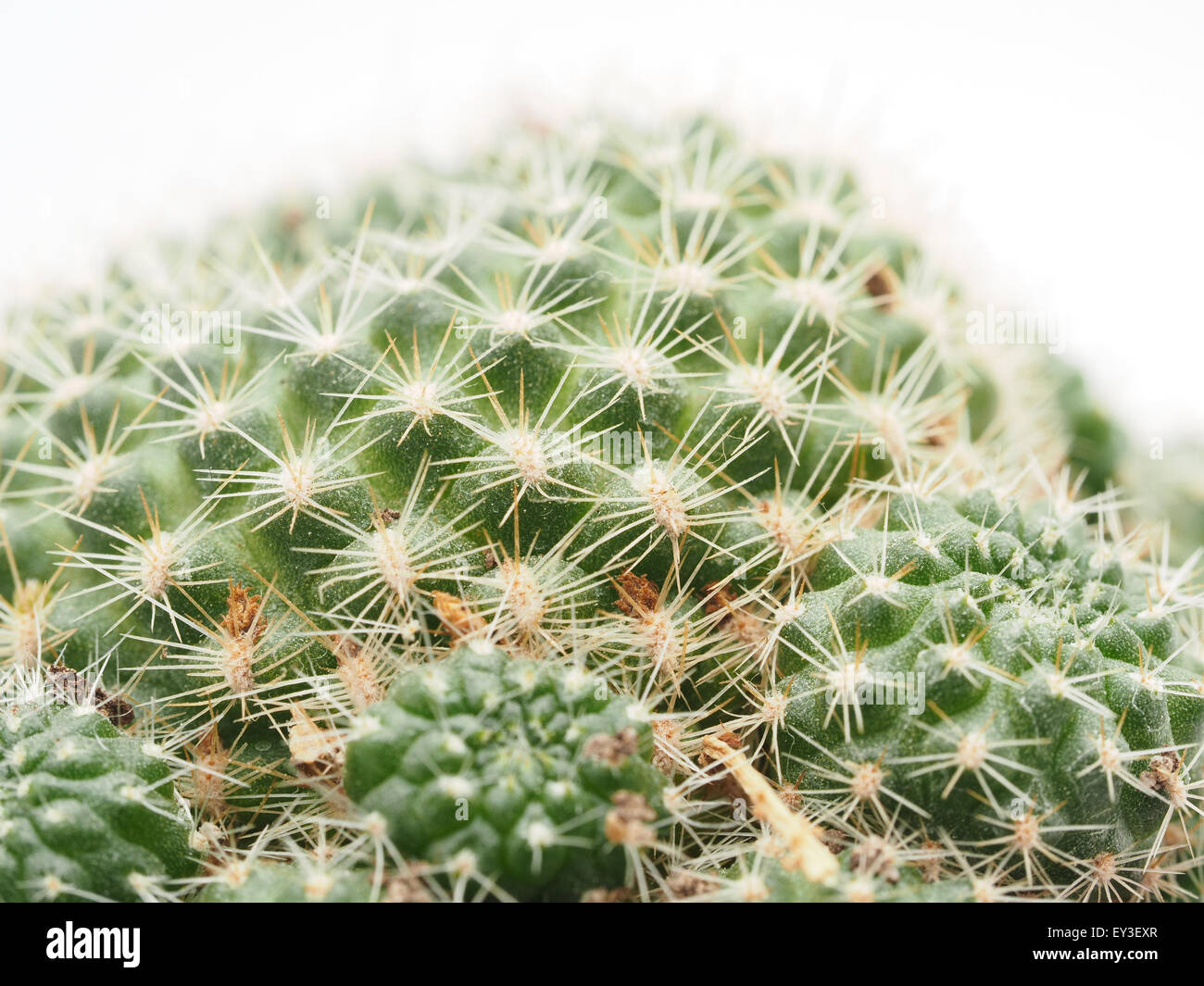 Cactus su sfondo bianco Foto Stock