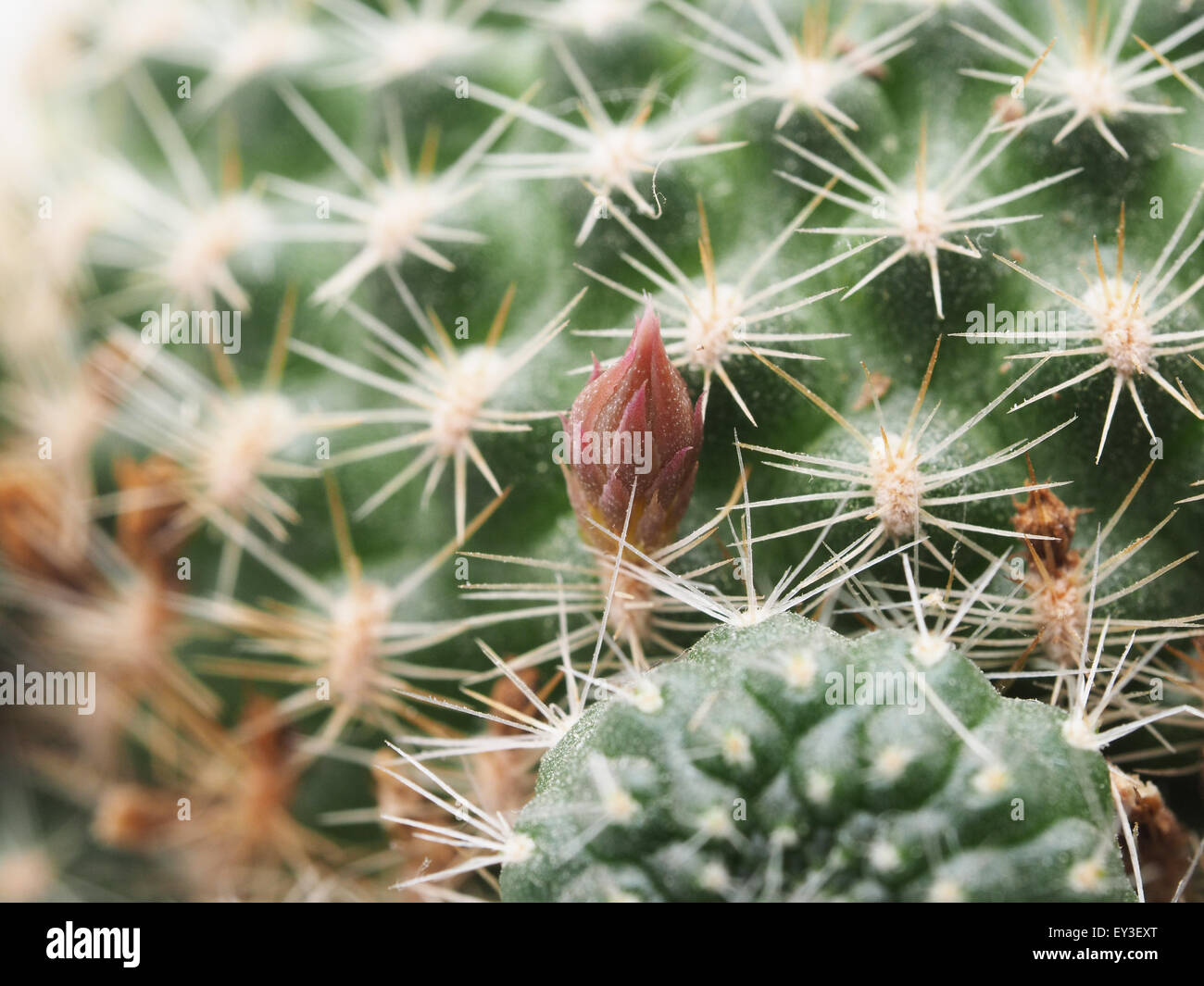 Cactus su sfondo bianco Foto Stock