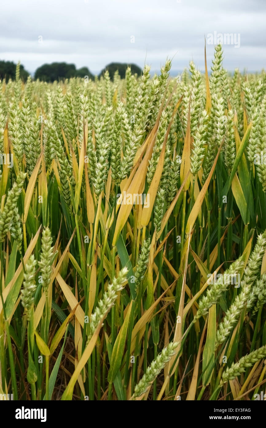 Raccolto senescing maturo di grano di inverno in orecchio, Berkshire, luglio Foto Stock