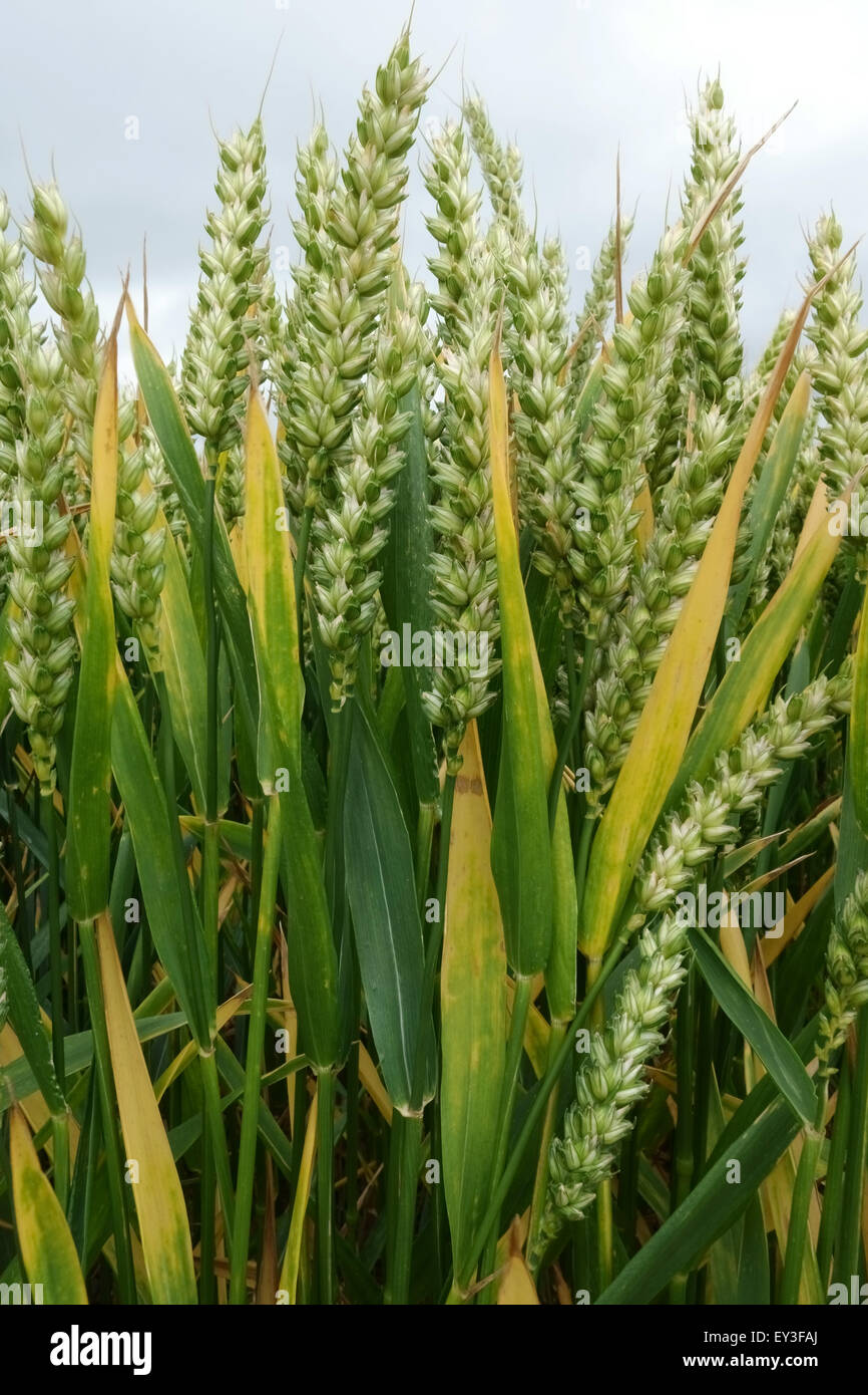 Raccolto senescing maturo di grano di inverno in orecchio unmipe, Berkshire, luglio Foto Stock