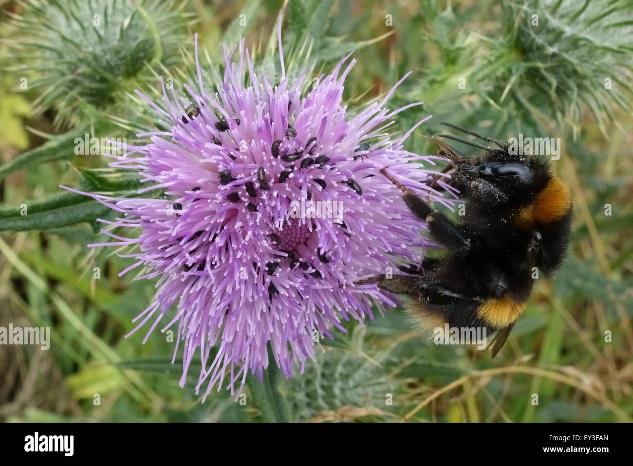 A bumblebee, Bombus terrestris, raccogliendo il nettare da una lancia di fiore di cardo infestati con il polline di coleotteri, Berkshire, Luglio Foto Stock