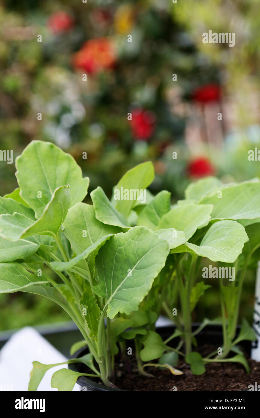 Close up della piantina piante vegetali nei vassoi in un giardino. Foto Stock