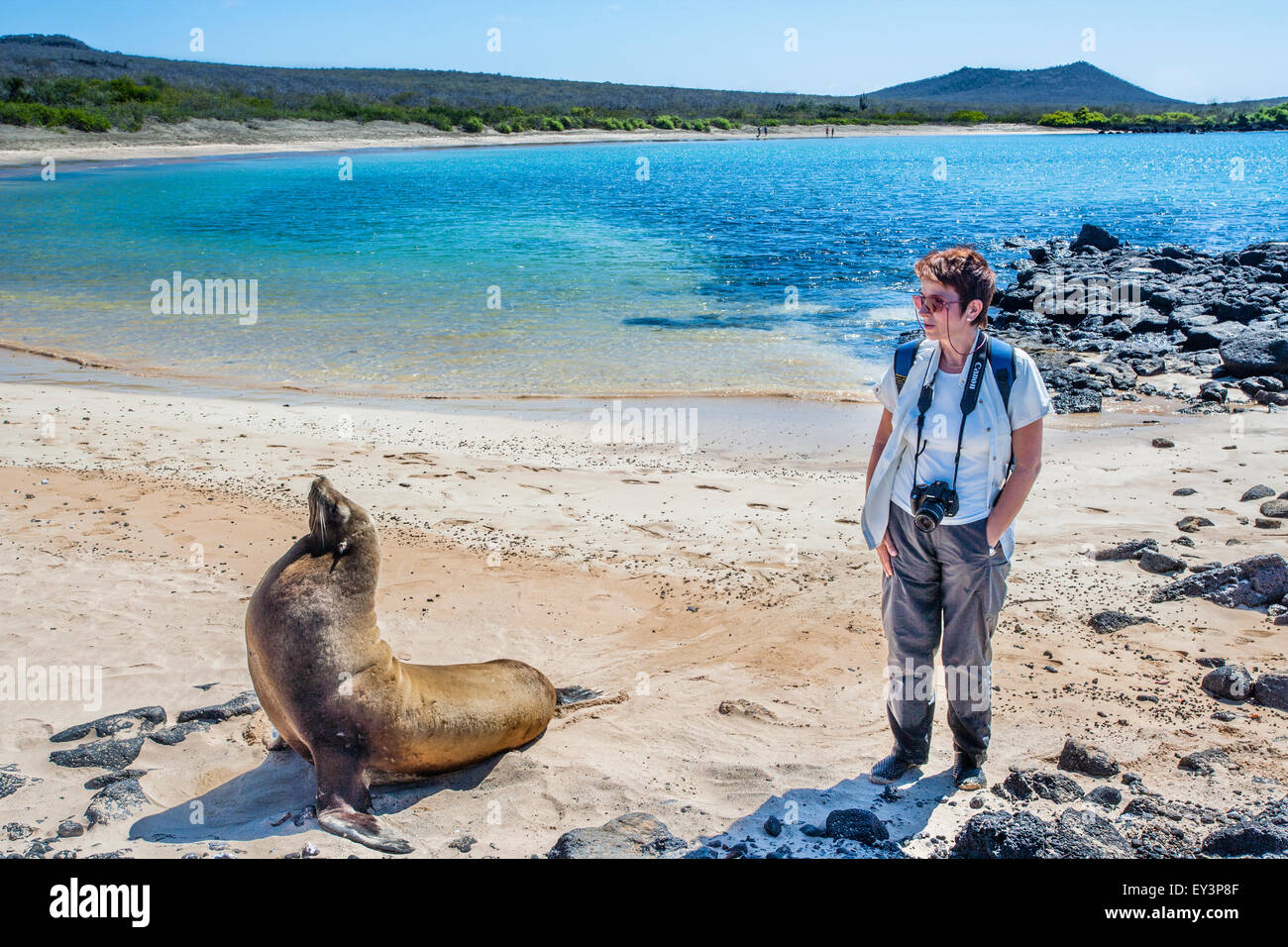 Ecuador Isole Galapagos, Isla Santa Maria (Floreana), Sea Lion a Post Office Bay Foto Stock