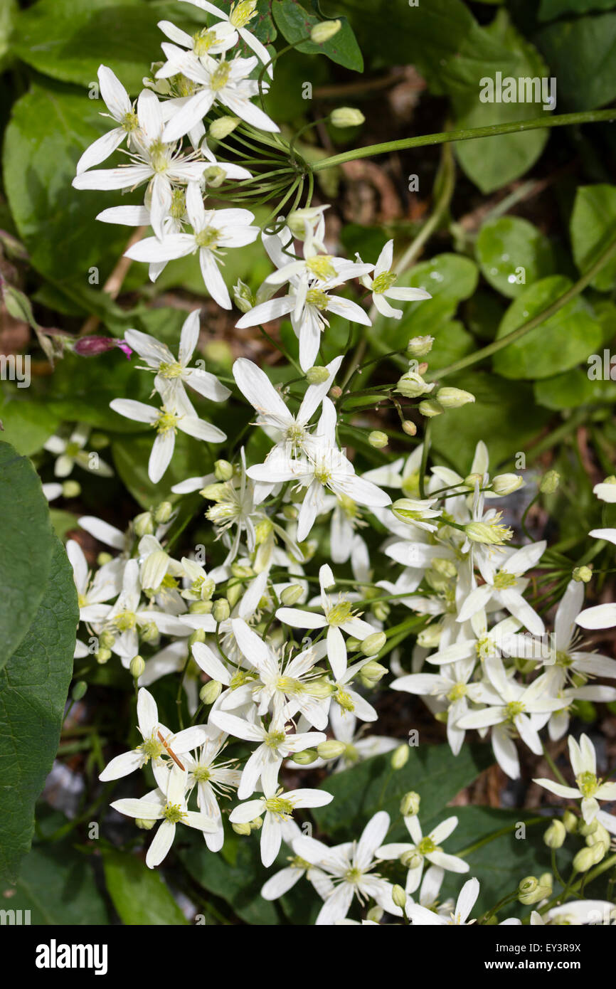 Midsummer fiori del arbustiva Clematis recta Foto Stock