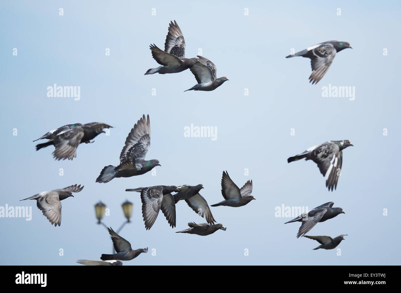 Stormo di piccioni in volo Foto Stock