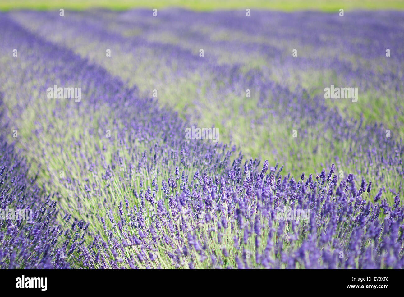 Filari di piante aromatiche, lavendula, fioritura nei campi. Foto Stock