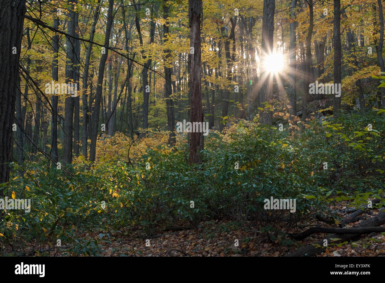 Luce del sole che filtra attraverso gli alberi in una foresta in autunno. Foto Stock