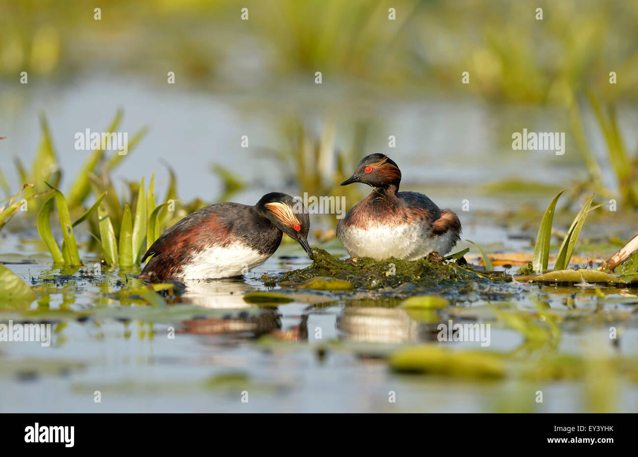 Nero-Svasso collo (Podiceps nigricollis) Coppia a nido, il delta del Danubio, Romania, può Foto Stock