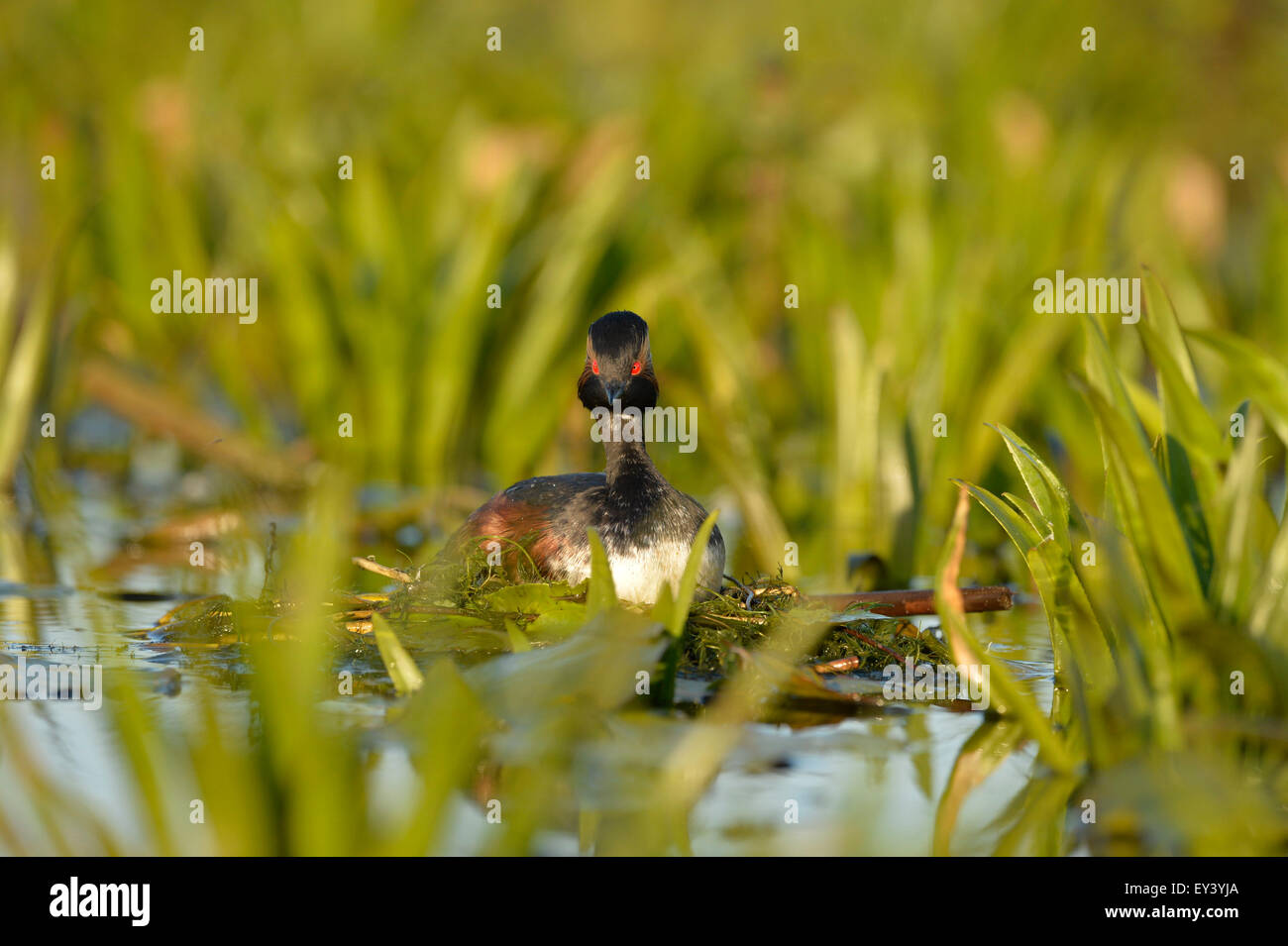 Nero-Svasso collo (Podiceps nigricollis) adulto seduto sul nido, il delta del Danubio, Romania, può Foto Stock