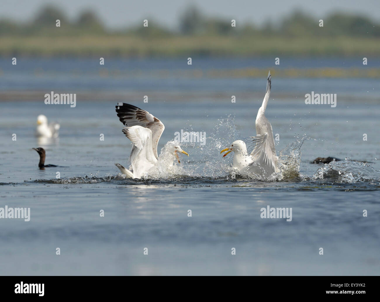 Caspian Gull (Larus cachinnans) due gabbiani sulla superficie dell'acqua in lotta per il cibo, il delta del Danubio, Romania, può Foto Stock